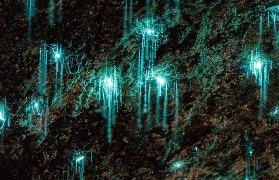 澳洲悉尼螢火蟲隧道+皇家國家公園一日遊