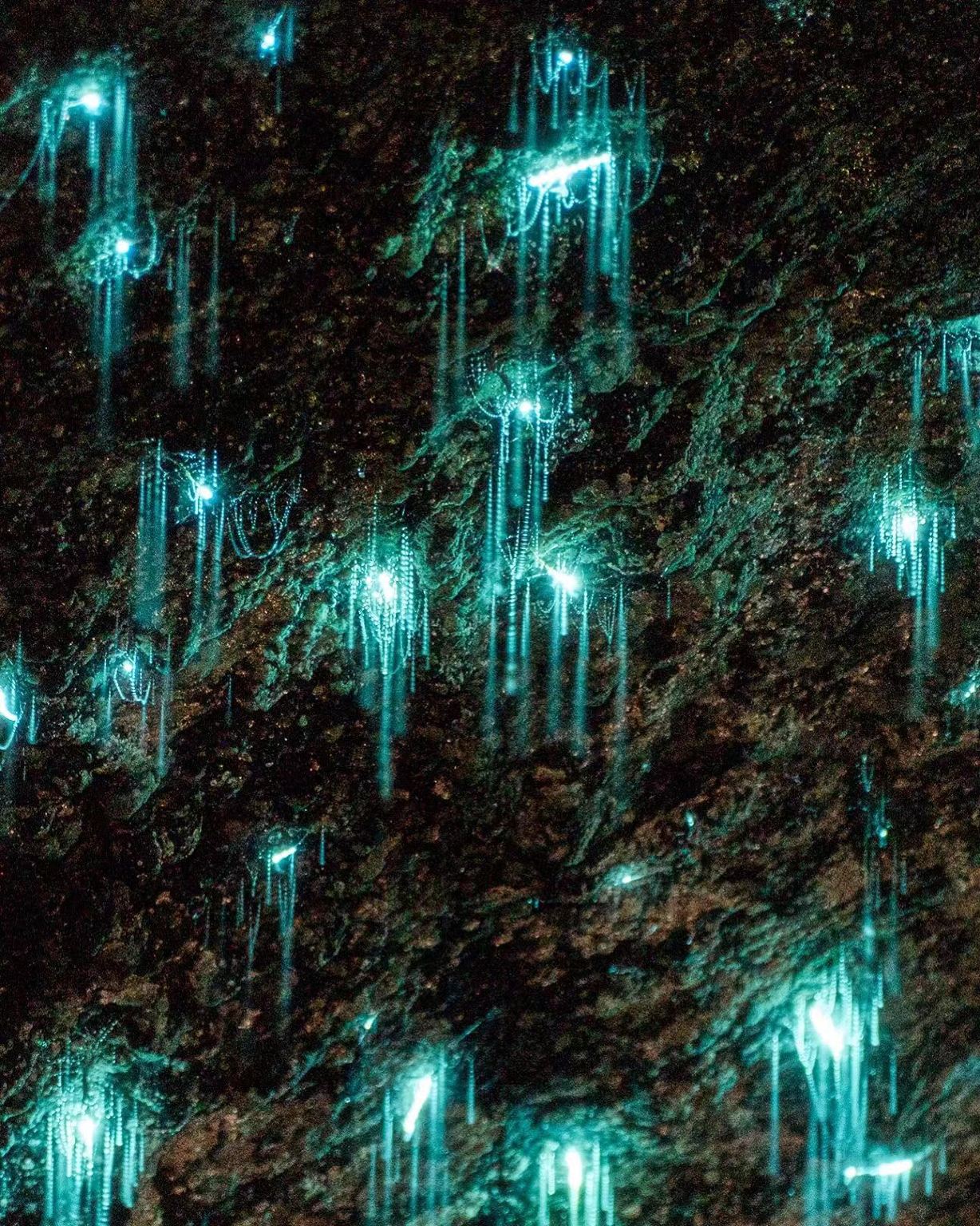 澳洲雪梨螢火蟲隧道+皇家國家公園一日遊