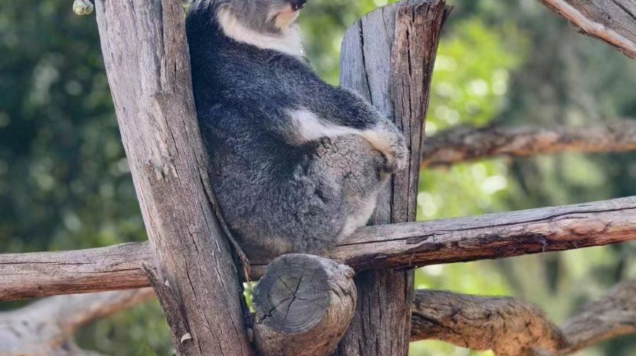 墨爾本普芬比利蒸汽火車＋菲利普島：蒸汽小火車和小企鵝探索之旅