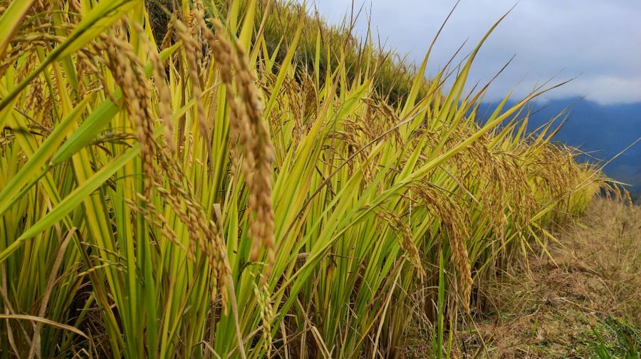 1日私人龍脊梯田連平安寨及大寨之旅