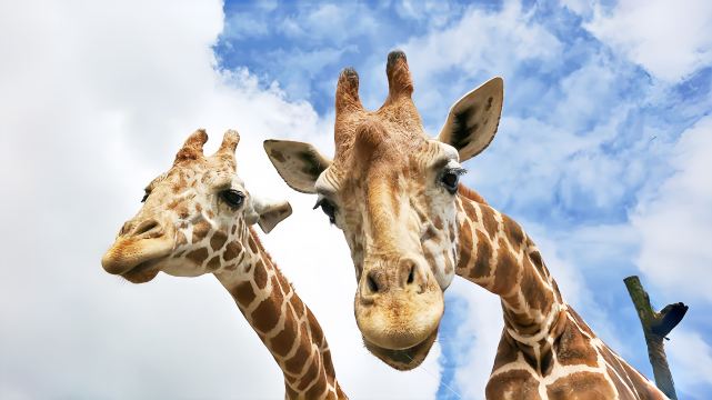 Kyushu Nature Zoo Day Tour