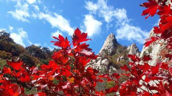 SeoulTours
