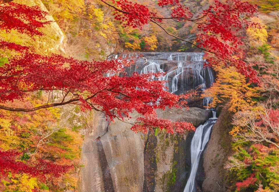 Tokyo | Autumn Special ] Hitachi Seaside Park, Fukuroda Falls and