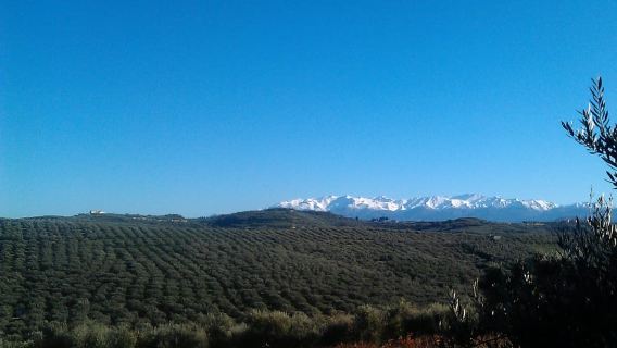 Chuyến tham quan trải nghiệm dầu ô liu Terra Creta