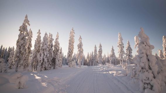 Levi: 4 Hour Snowmobile Safari to the Fells in Levi