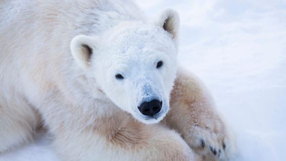 Ranua Wildlife Park Day: Visit the Arctic Animals