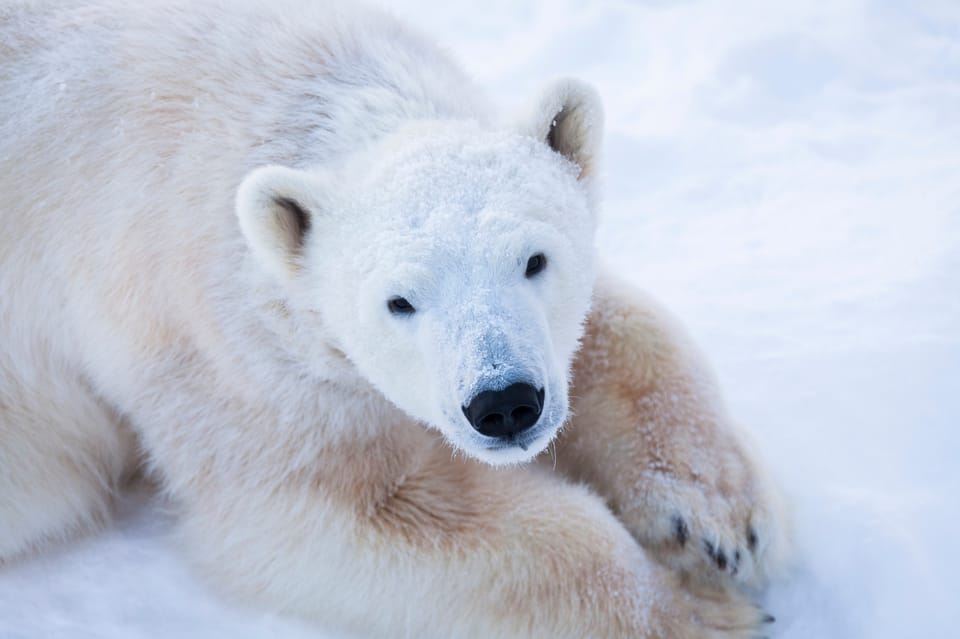 Ranua Wildlife Park Day: Visit the Arctic Animals
