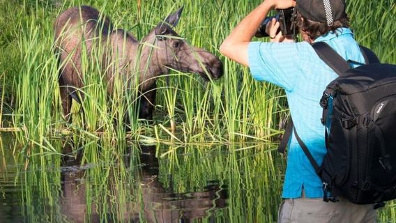 แองเคอเรจ: ซาฟารีถ่ายภาพพระอาทิตย์ตก