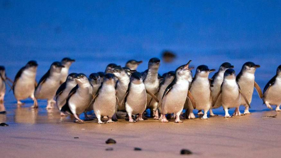 tour ghép· tour 1 ngày ngắm chim cánh cụt Melbourne + Tàu hơi nước · Thời gian có hạn, vui lòng liên hệ bộ phận Chăm sóc khách hàng để biết thêm thông tin về thời gian nhóm