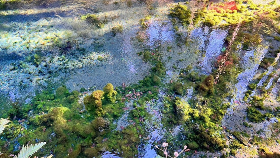 1-day tour to Shirakawa Spring, Takachiho Gorge & Amanoiwato Shrine in Miyazaki, Japan