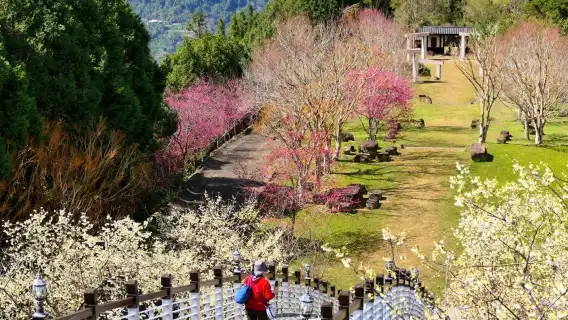 豐山漫步雲端步道賞花觀瀑行