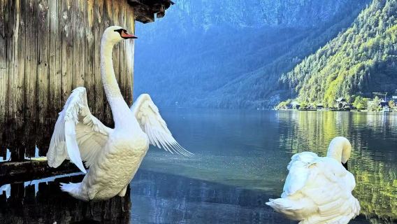 奧地利哈爾施塔特明信片小鎮一日遊【中文包車+歐洲全線定制】