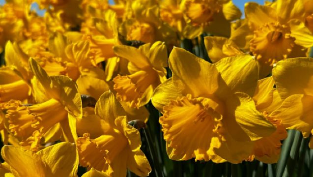 Amsterdam: Small Group Tulip Fields Bike Tour