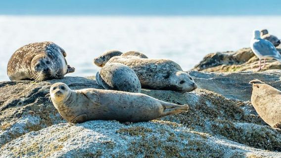 Vancouver: City and Seal Cruise