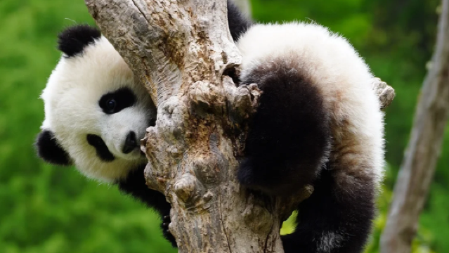 【尋堰探熊貓】都江堰中華大熊貓苑(原熊貓樂園)愛心體驗+都江堰景區1日遊