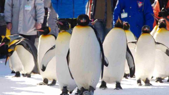 日本北海道札幌-旭山動物園+白鬚瀑布+森林露台拼團遊|9人團