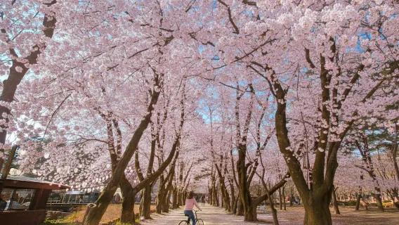 RailBike+Nami+Hanbok & Kimbap Center+Hongjecheon Waterfall 1-Day Spring Tour from Seoul