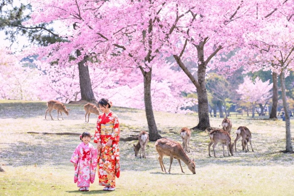 【京都&奈良&宇治一日游】奈良公園萌鹿&伏見稻荷大社千本鳥居&東大寺&平等院&宇治抹茶美食街&宇治川&宇治公園（大阪或京都出發）