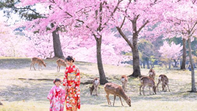 Kyoto & Nara & Uji World Heritage Day Tour: Nara Park & Fushimi Inari & Byodoin & Matcha Street