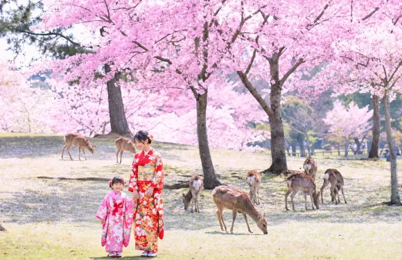 【京都&奈良&宇治一日游】奈良公園萌鹿&伏見稻荷大社千本鳥居&東大寺&平等院&宇治抹茶美食街&宇治川&宇治公園（大阪或京都出發）