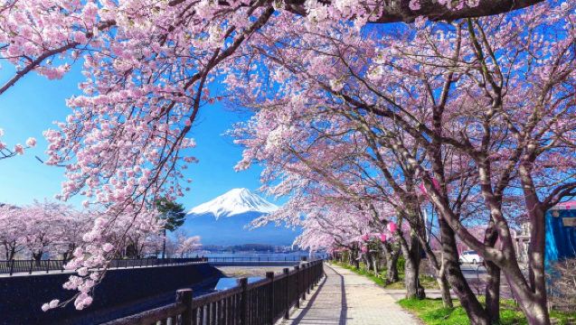 [Cherry Blossom Season] Tokyo Mount Fuji & Lake Kawaguchi Cherry Blossom Viewing and Illumination Day Trip [Optional 9-person group tour with hotel pick-up and drop-off l English-Speaking Driver]