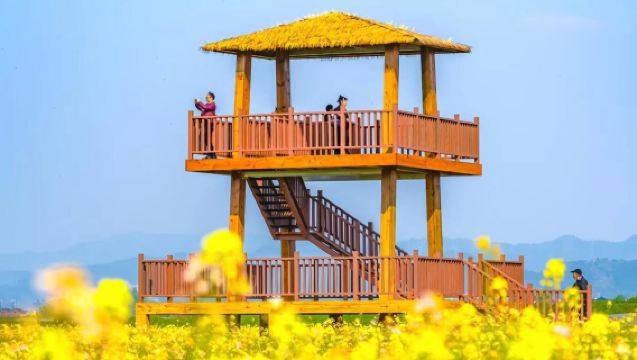 錯峰特價·賞花季杭州·富陽包家淇村+東梓關+深澳古村落包車1日