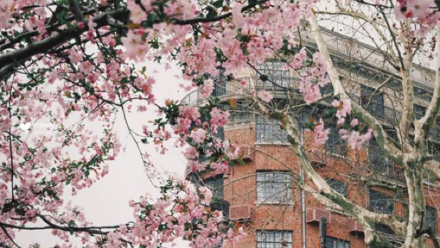 Shanghai Sakura Street City Walk | Wukang Road & Longhua Temple & Long Museum & Tianzifang