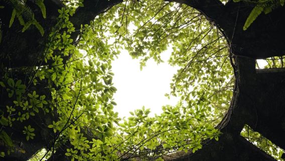 四國之高知縣一日遊｜桂濱-高知城-弘人市場-牧野植物園