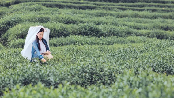 Hangzhou private chartered tour: Longjing Village + Nine Creeks and Eighteen Gullies Qiantang tea village landscapes 1-day tour