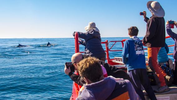 Port Stephens: 1,5-godzinny rejs ekspresowy z obserwacją wielorybów z przewodnikiem