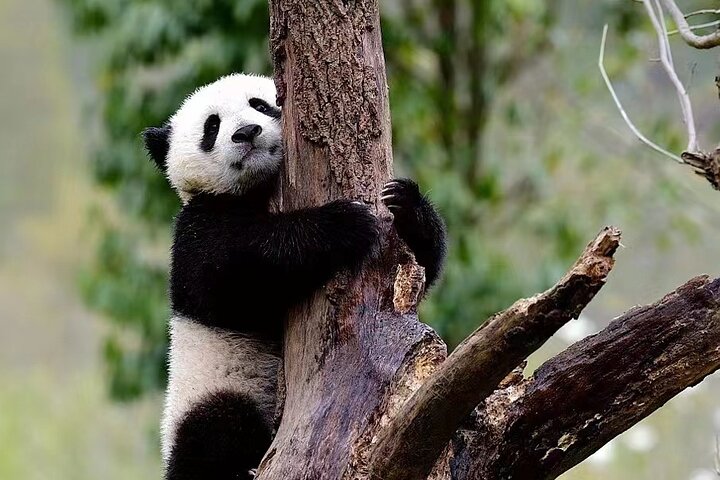 Sino-Ocean Taikoo Li Chengdu - China ChengDu Tours, Chengdu Panda Volunteer  Program