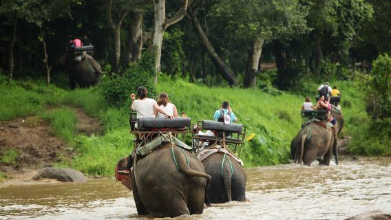 1-day tour to Maetang Elephant Park