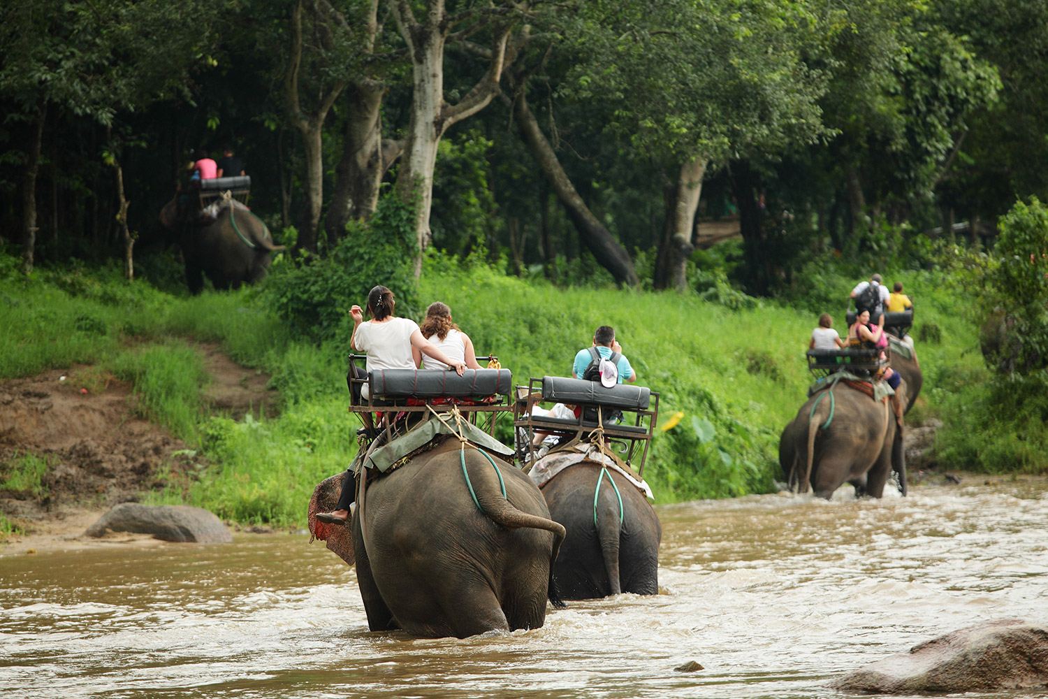 1-day tour to Maetang Elephant Park