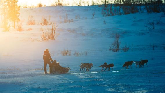 attività da campo di Tromsø[Esperienza di slitta trainata da cani al Tamokdalen Camp in Norvegia]