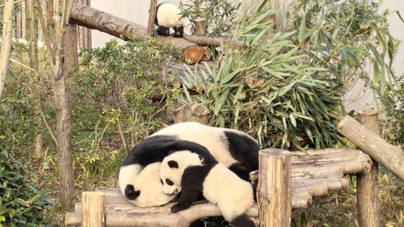 Chengdu Giant Panda Base Half Day Tour