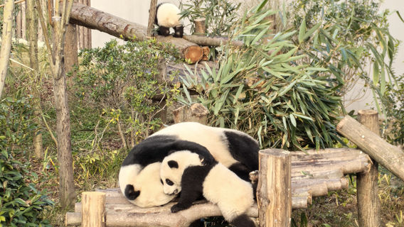 ChengduTur Satu Hari