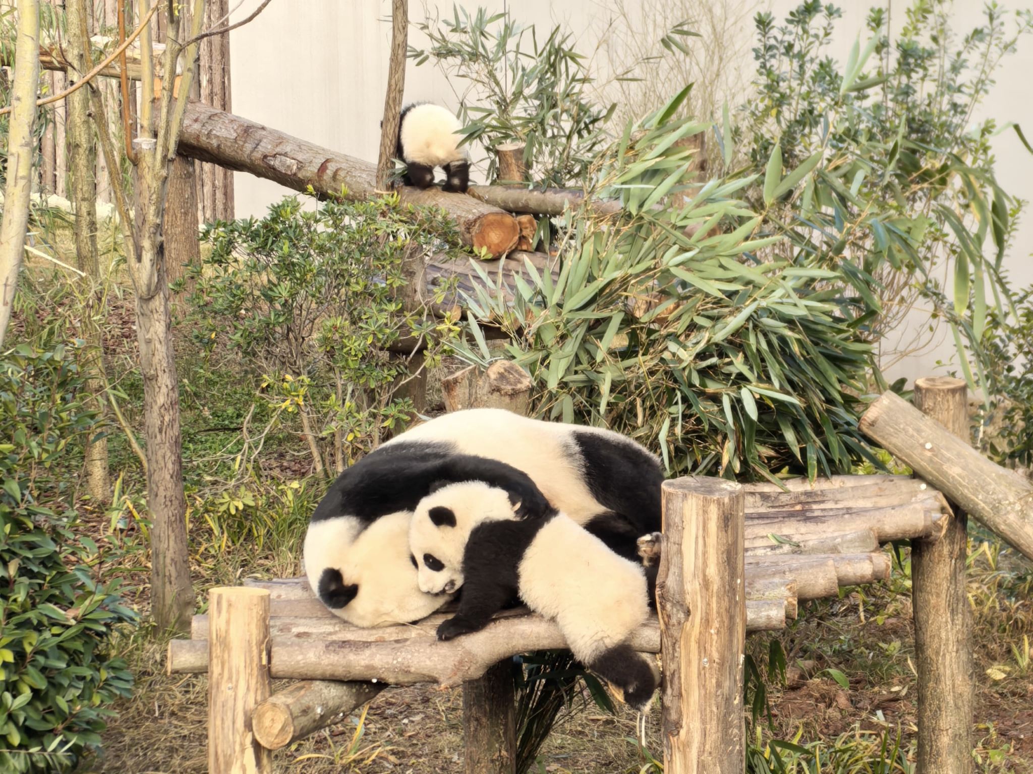 Chengdu Giant Panda Base Half Day Tour