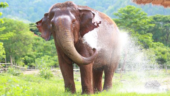 Visita de medio día por la tarde al Santuario del Parque Natural de Elefantes