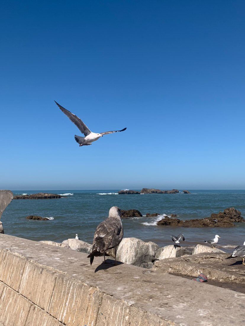 Da Marrakech: Escursione di un giorno a Essaouira