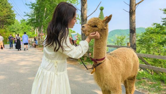 Gyeonggi-do|Alpaca World X Nami Island X Gangcheon Rail Bike
