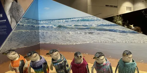 澳洲彩虹小屋馬璐動物園菲利普島企鵝歸巢一日遊