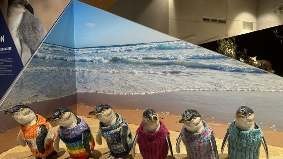 澳洲彩虹小屋馬璐動物園菲利普島企鵝歸巢一日遊