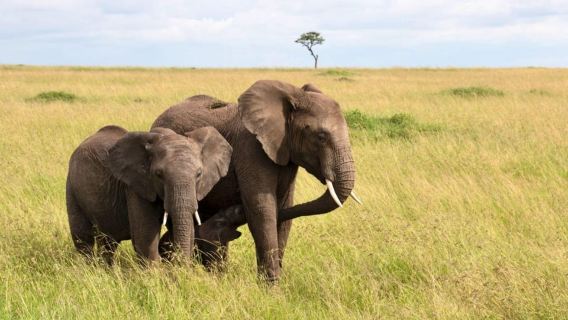 ทัวร์เต็มวันเขตรักษาพันธุ์สัตว์ป่าทาลาจากเดอร์บัน