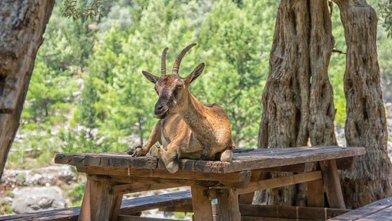 Rethymno/Bali/Panormo: Escursione alle Gole di Samaria con trasferimenti