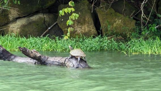 Panama City: Guided Jungle Adventure with Gatun Lake Cruise