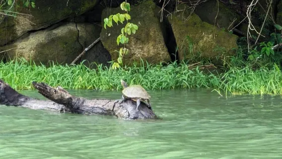Panama City: Guided Jungle Adventure with Gatun Lake Cruise