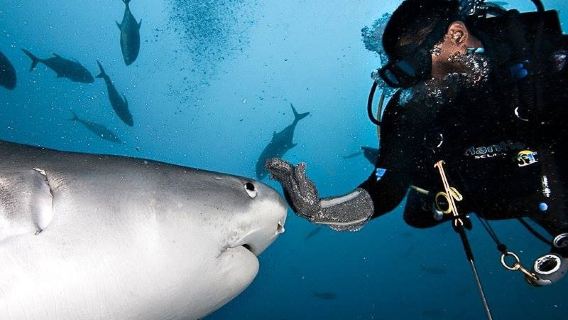 피지 베카 섬 + 아쿠아트렉 일일 투어[상어 다이빙/산호 다이빙]