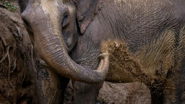 Verborgen Bos Olifantenreservaat: Rondleiding + Retourvervoer