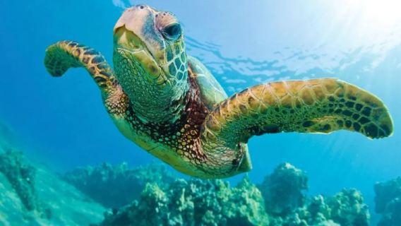 Hawaii: Esperienza di Snorkeling con Tartarughe a Waikiki|Pranzo opzionale|Oahu|tour di gruppo in inglese