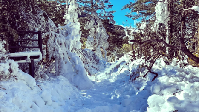 昆明來回轎子雪山包車一日遊（不含門票）